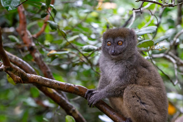 A little lemur on the branch of a tree in the rainforest