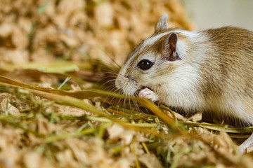 Mongolische W&uuml;stenrennmaus (Meriones) als Haustier