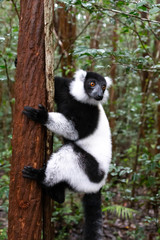 A black and white lemur sits on the branch of a tree