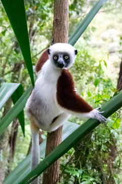 The portrait of a Sifaka lemur in the rainforest