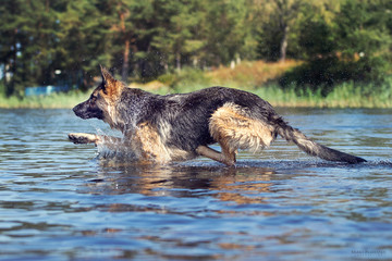 german shepard jump in the water
