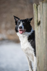 border collie dog