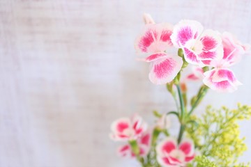Fototapeta na wymiar Pink and white dianthus flowers. Sweet bouquet on a white background.