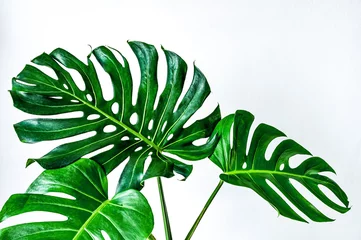 Zelfklevend Fotobehang Monstera Beautiful Tropical Monstera leaf isolated on white background with clipping path for design elements, Flat lay