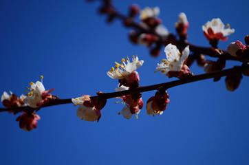 White flowers and buds of an apricot tree in spring blossom