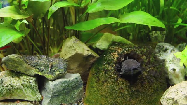 Hoplosternum thoracatum in aquarium with a variety of aquatic plants and fish inside, catfish cleaner is hiding in his cave. H.264 video codec