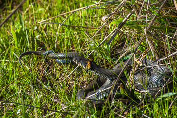 Two black snakes are lying in the grass. Snakes mate in the spring.