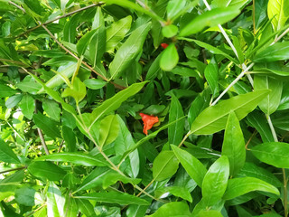 New soft foliage leaves growing in the branch of pomegranate plant in the botanical garden, nature pattern background. Wallpaper fresh.