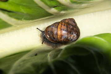 Escargot sur bettes