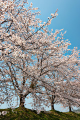 Fototapeta premium View of full blooming of cherry blossom along Muko river in Sanda city, Hyogo, Japan