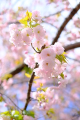 大阪　造幣局 桜の通り抜け　桜