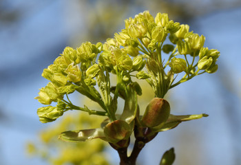 Buds opening into leaves and flowers  of a Field Maple Tree, Acer campestre, in springtime.