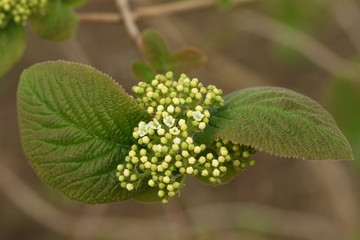 The flower of a Blackhaw Viburnum shrub, Prunifolium, growing in the wild in the UK.