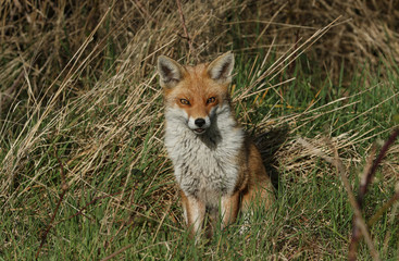 A pretty female wild Red Fox, Vulpes vulpes, sitting in a field in spring.