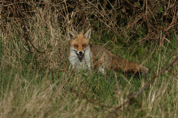 A pretty female wild Red Fox, Vulpes vulpes, hunting in a meadow in spring.