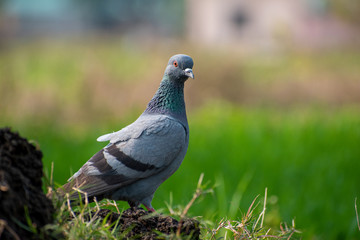 Pigeon