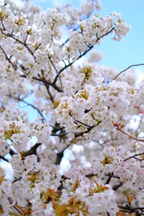 大阪　造幣局 桜の通り抜け　桜