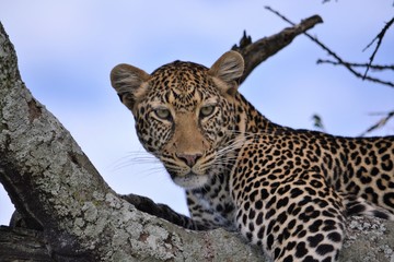 A beautiful leopard looking at the camera.