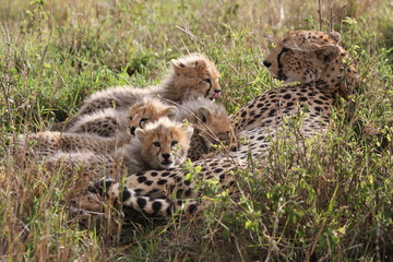  A cheetah mother resting to feed her cubs