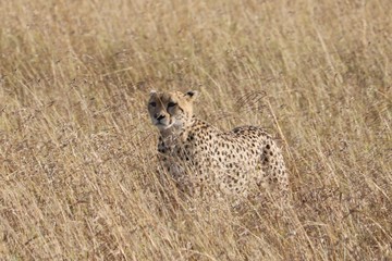 A cheetah walks across the plains with tall grass.