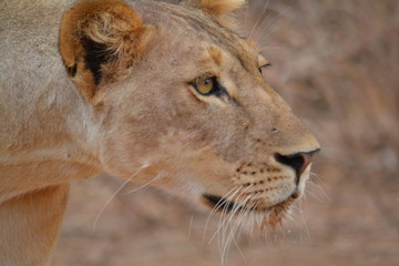  A close up of a head of a very attentive lioness