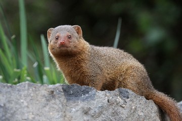 A close up shot of a golden mongoose on a rock