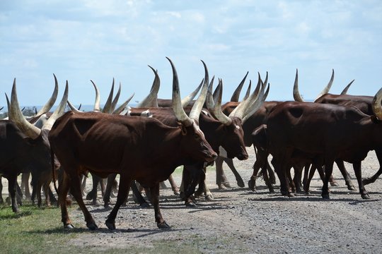 A Close Shot Of Cows With Very Long White Horns