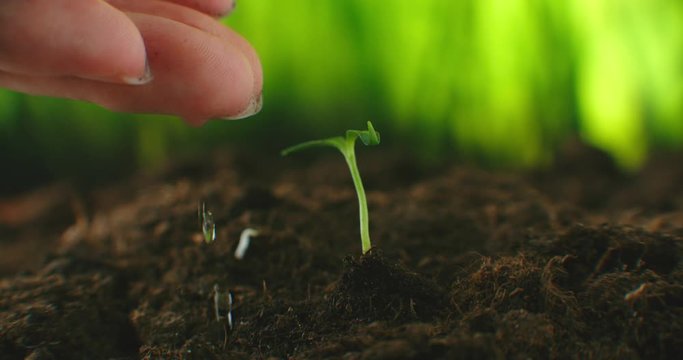 The seedlings that are being watered from the hands carefully. Environmental protection concept. Caring for plants