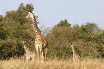 A giraffe and two babies