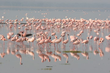 Obraz premium A group of flamingos in a lake with reflections