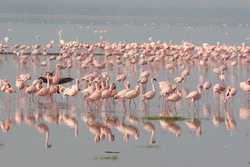  A group of flamingos in a lake with reflections
