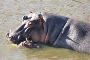 A hippo with a very small baby beside her.