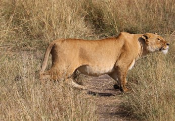 Fototapeta na wymiar A lioness carefully follows a prey.