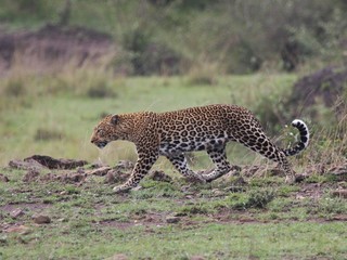 A mid shot of a leopard sideview.