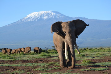 A matriach elephant leads the way as the rest follow, with kilimanjaro in the background