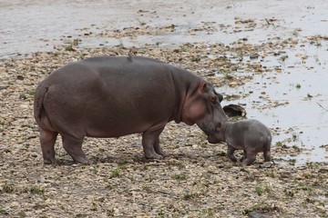 A mother hippo and a very young baby.j