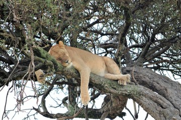  A rare scene of a lion lying on a tree like a leopard.