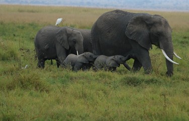 Naklejka na ściany i meble A rare scene of an elephant with twin babies in the wild