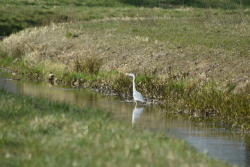 Graureier beim fischen