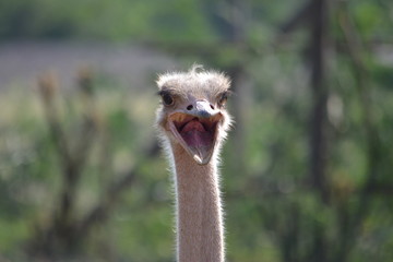  A thin neck and open mouth of an ostrich showing the tongue.