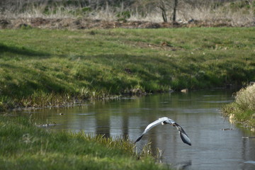 Stockente bei Start- Lade- Man&ouml;ver