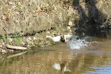 Stockente bei Start- Lade- Manöver