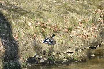 Stockente bei Start- Lade- Man&ouml;ver