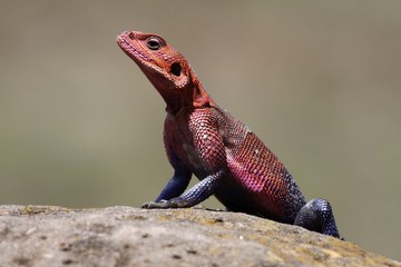 Agama lizard enjoying sun on a rock
