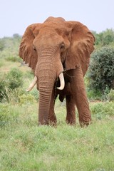 Fototapeta na wymiar An old elephant posing in the bush