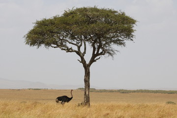 Fototapeta na wymiar An ostrich resting under the shadow of an acacia tree