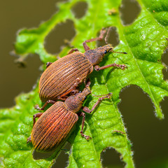 Beetles are going to mate on leaves of hazel © alex_1910