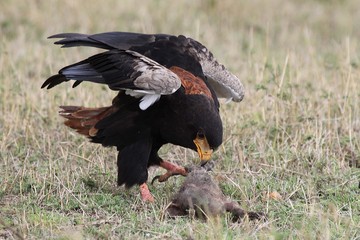 bateleur eagle catches a mongoose and stands on it.