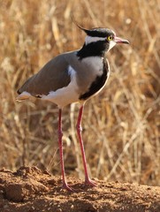  black capped lapwing showing the crest