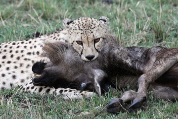 cheetah holding the neck of a wildebeest to kill it